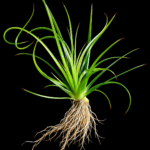Eriocaulon sp. ‘Malayattoor’