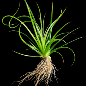 Eriocaulon sp. ‘Malayattoor’