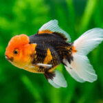 Oranda Surtido