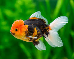Oranda Surtido