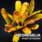 Bromelia Neoregelia Punctatissima