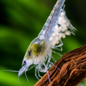 Neocaridina Snowball