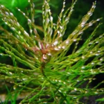 Ludwigia sp. Tornado