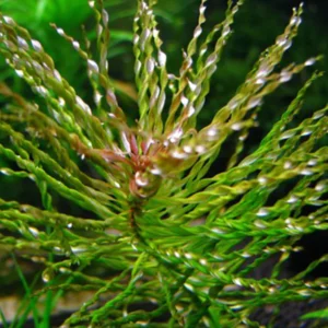 Ludwigia sp. Tornado
