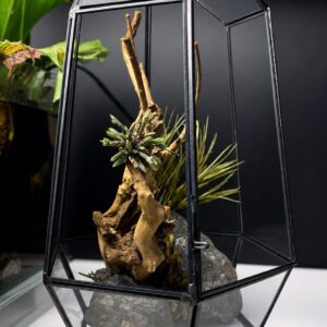 Wabi Vitro con puerta