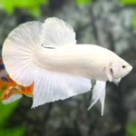 Betta Plakat White Platinum