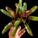 Bromelia Neoregelia Chlorosticta x Aztec